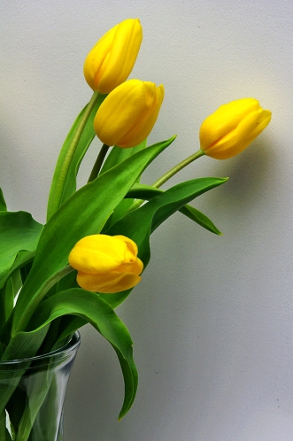 tulips-x