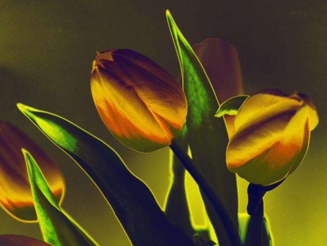 tulips-xiii